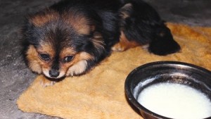 自贡现“忠犬”:主人去世 不吃不喝守灵12天