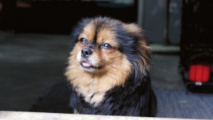 自贡"忠犬"主人去世守灵12天续:守着空床 "喜喜"已尽显病态